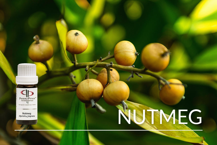 Unusual Essential Oils: Nutmeg