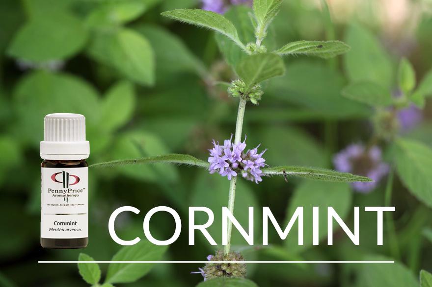 Oil of the Month Cornmint | The Sassy Oil