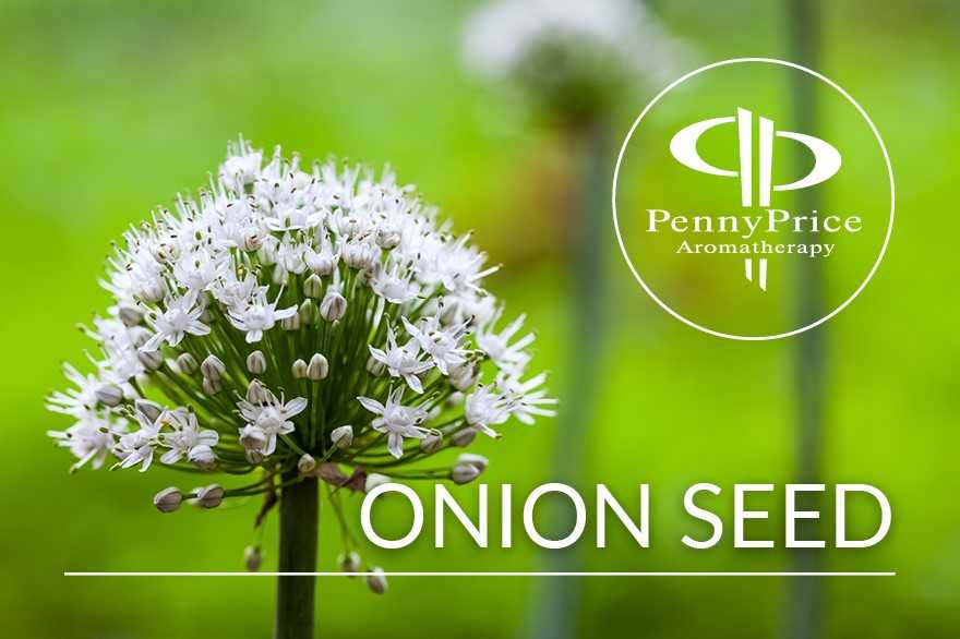 Guest Carrier Oil - Onion Seed