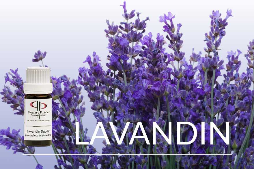 Oil of the Month Lavandin | The Versatile Oil
