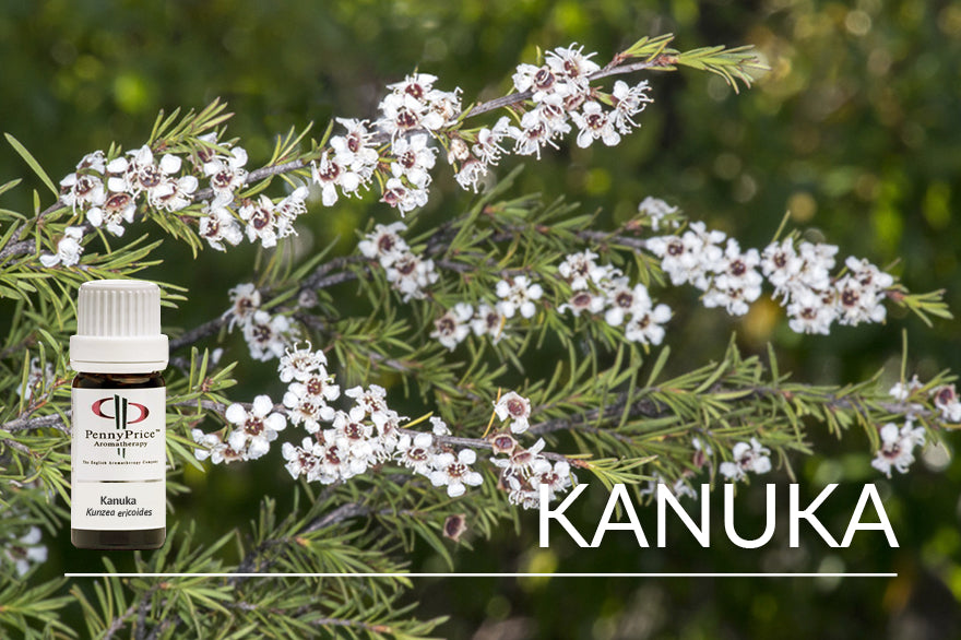 Unusual Oil Of The Month: Kanuka