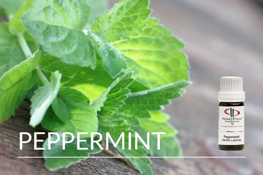 Oil of the Month Peppermint | The Cooling Oil