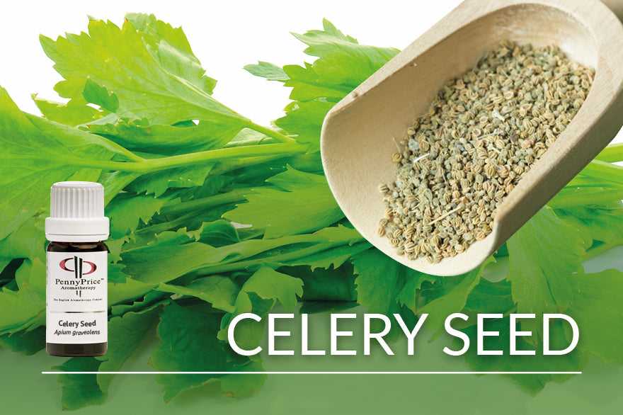 Unusual Essential Oils - Celery Seed