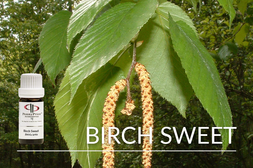 Unusual Essential Oils - Birch Sweet
