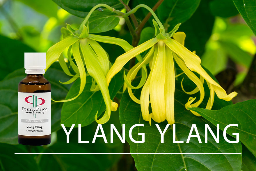 Ylang Ylang Essential Oil | The Flower of Flowers