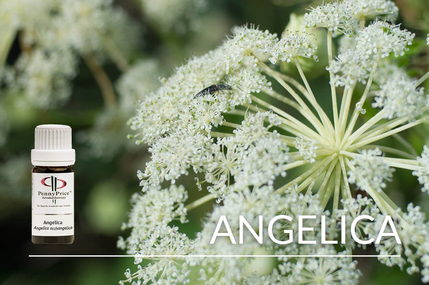 Unusual Essential Oils - Angelica