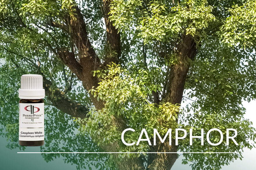 Oil Of The Month: White Camphor