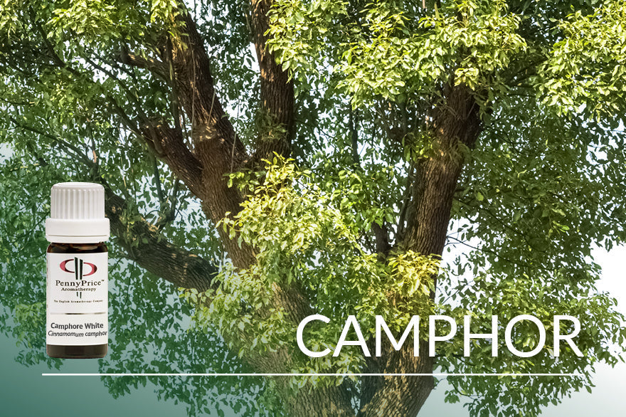 Oil Of The Month: White Camphor
