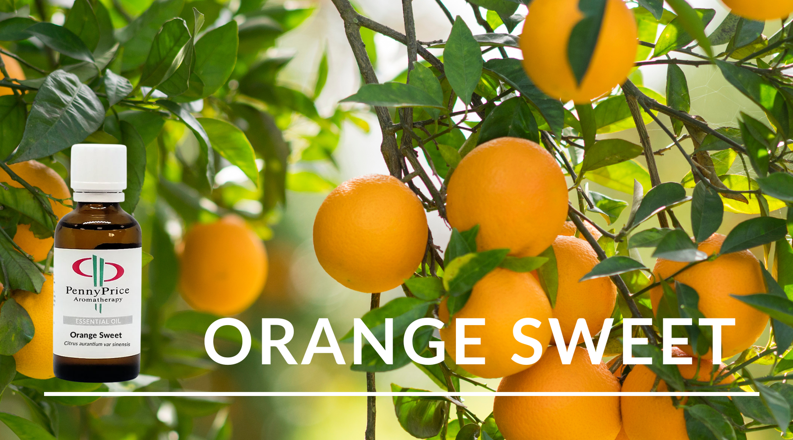 Oil of the Month Sweet Orange | The Happy Oil