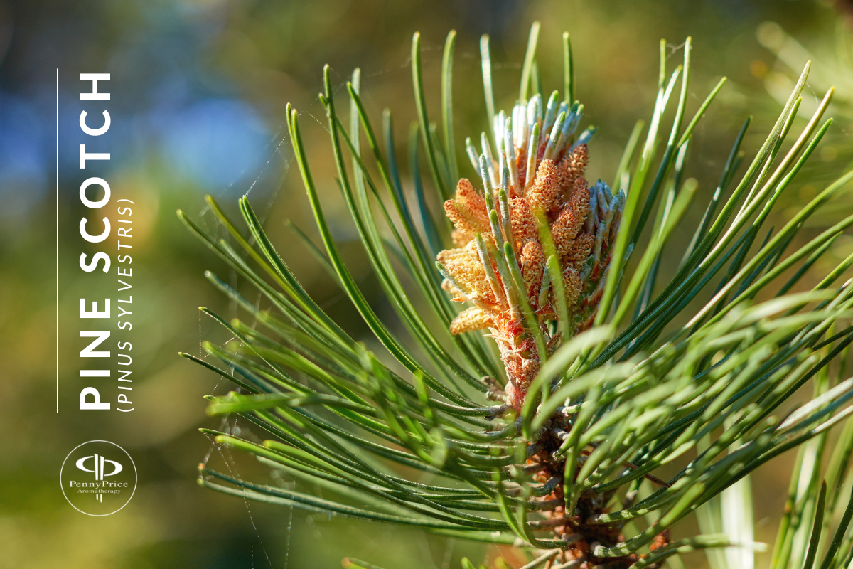 Scotch Pine Essential Oil: Nature's Healing Elixir