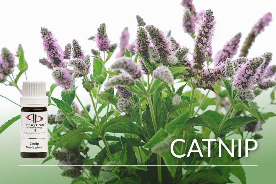Unusual Essential Oils - Catnip