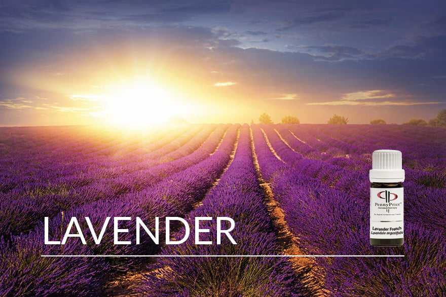 Oil of the Month Lavender | The Soothing Oil