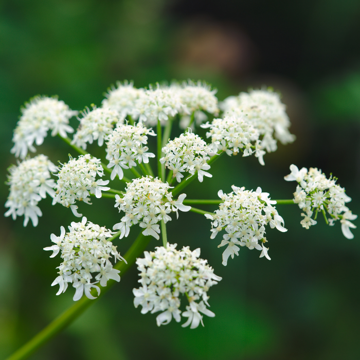 Angelica Essential Oil
