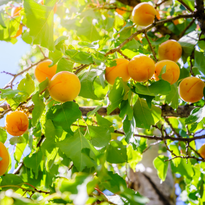 Apricot Carrier Oil