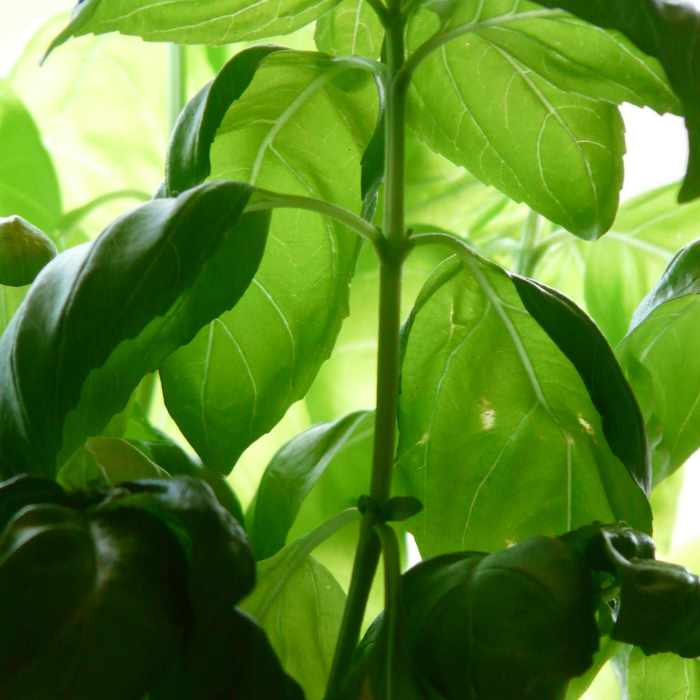 Basil ct Linalool Essential Oil