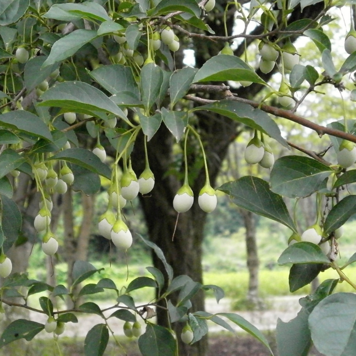 Benzoin Resinoid Essential Oil