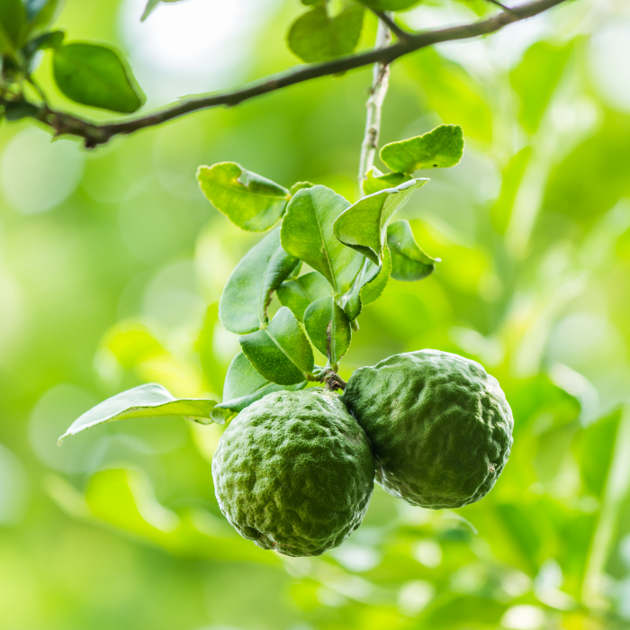 Bergamot Essential Oil