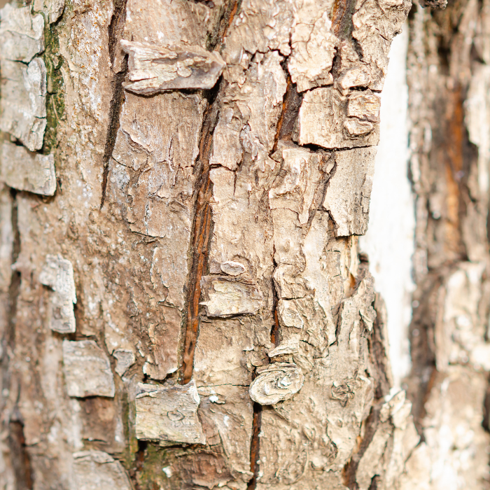 Birch Sweet Essential Oil