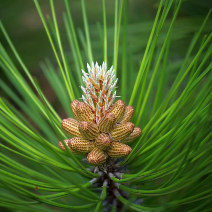 Black Spruce Essential Oil