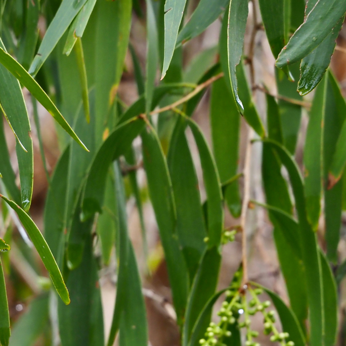 Cajuput Essential Oil