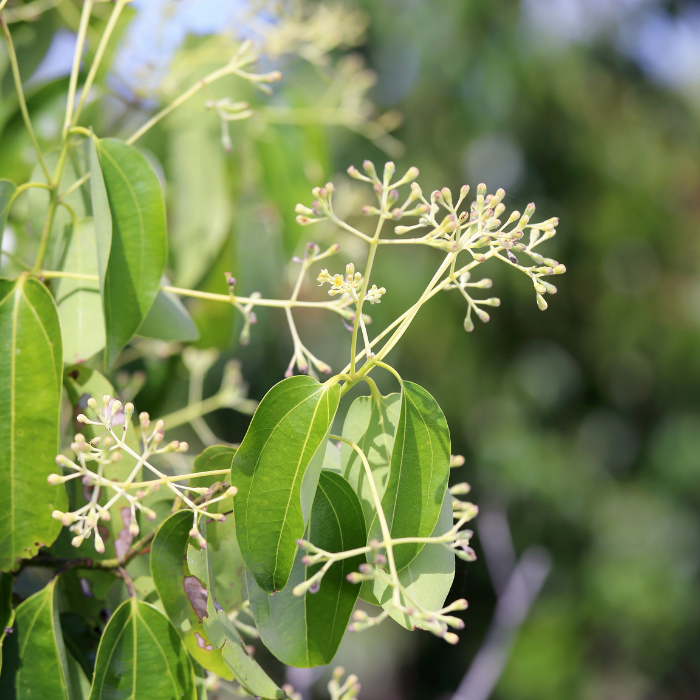 Camphor White Essential Oil
