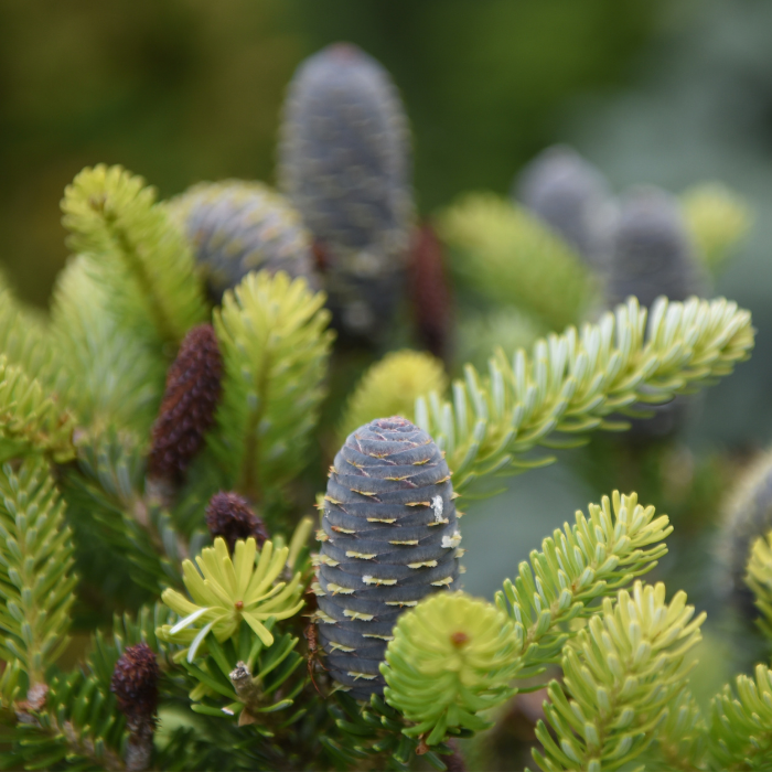 Canadian Balsam Essential Oil