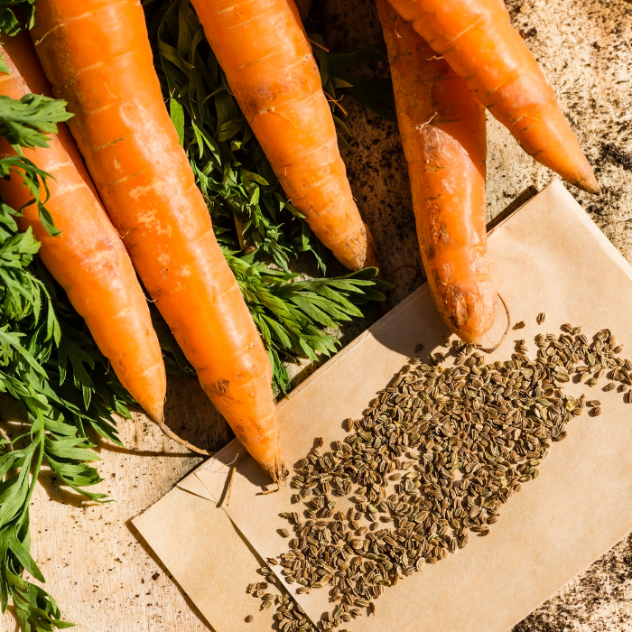 Carrot Seed Essential Oil
