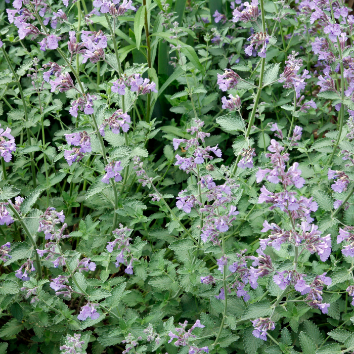 Catnip Essential Oil