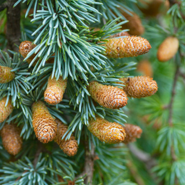 Cedarwood Atlas Essential Oil