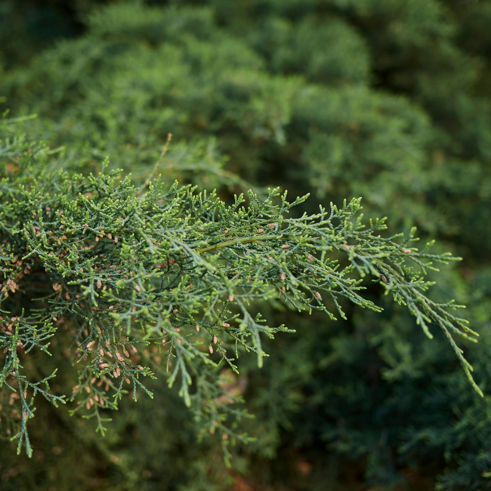 Cedarwood Virginia Essential Oil