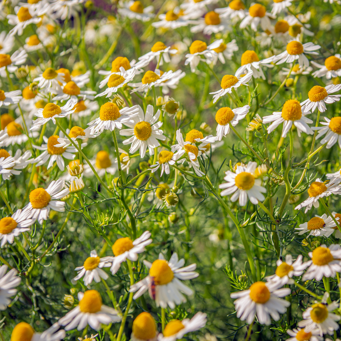 Chamomile German Essential Oil