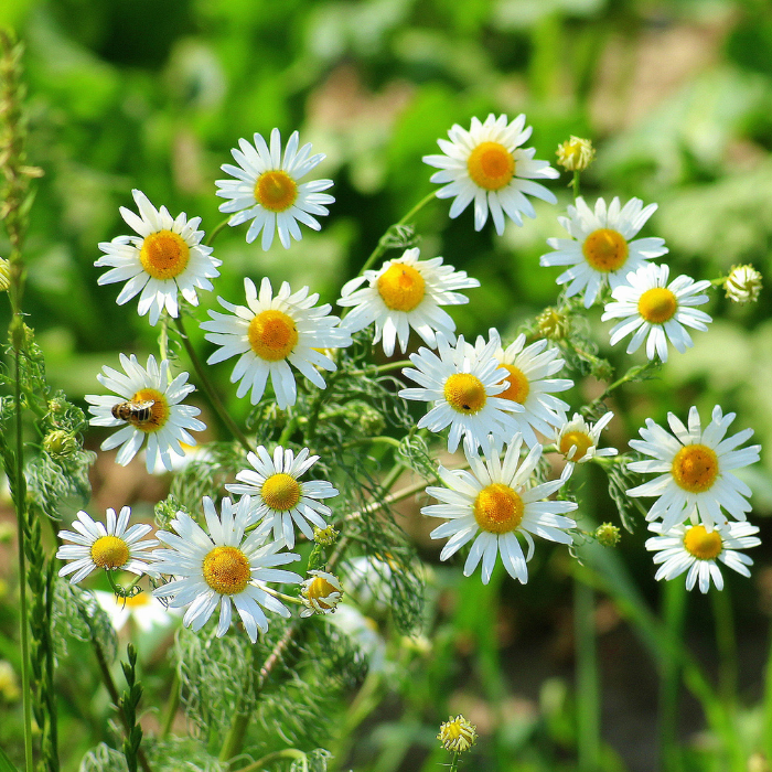 Chamomile Moroccan Essential Oil