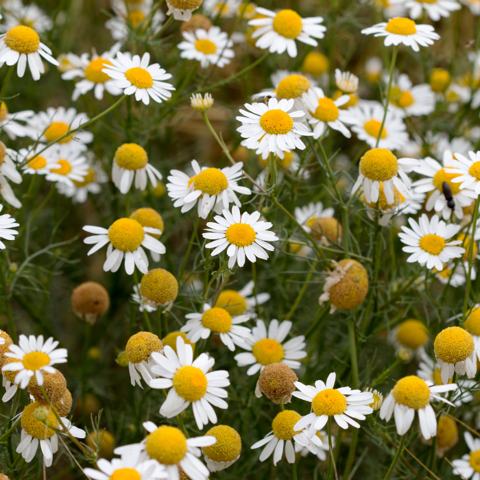 Chamomile Roman Essential Oil