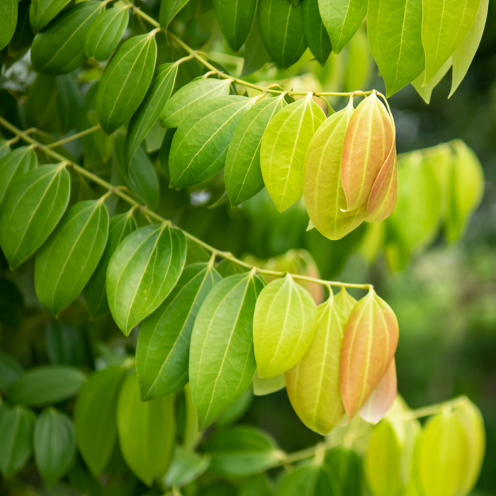 Cinnamon Leaf Essential Oil
