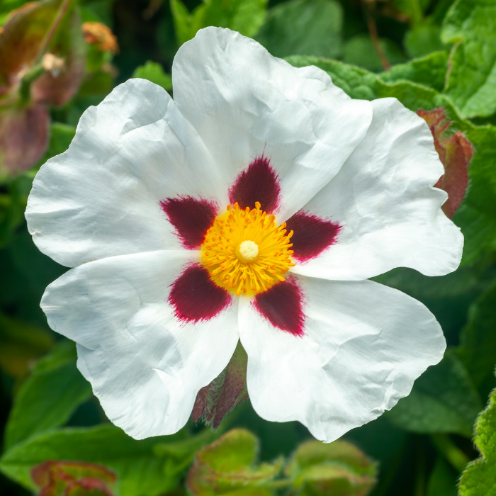 Cistus Essential Oil