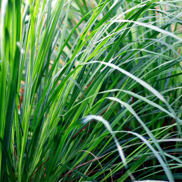 Citronella Essential Oil
