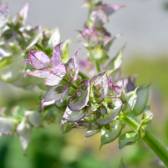 Clary Sage Essential Oil