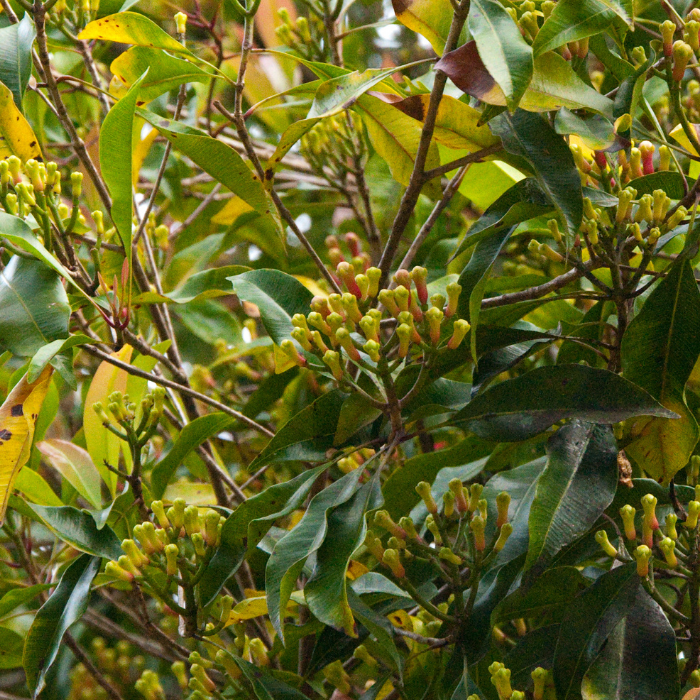 Clove Leaf Essential Oil