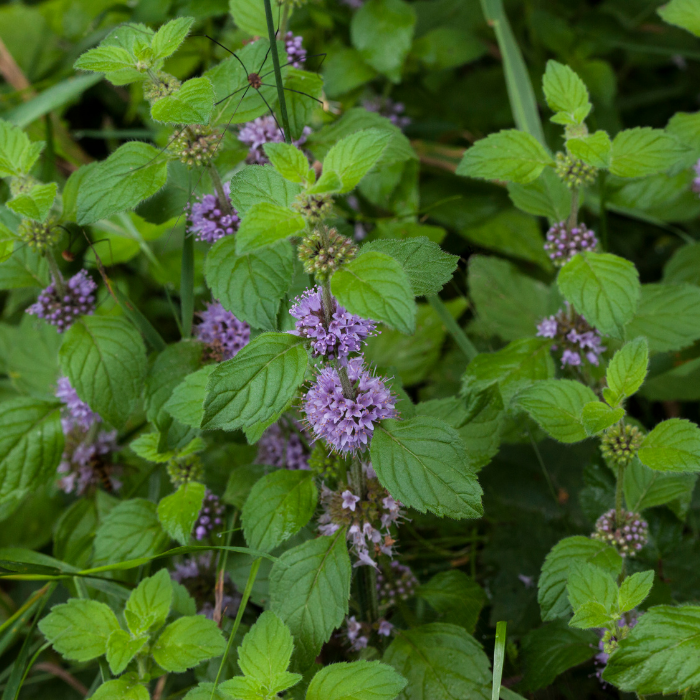 Cornmint Essential Oil