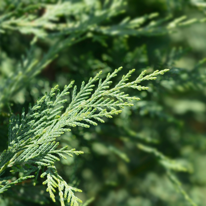 Cypress Essential Oil