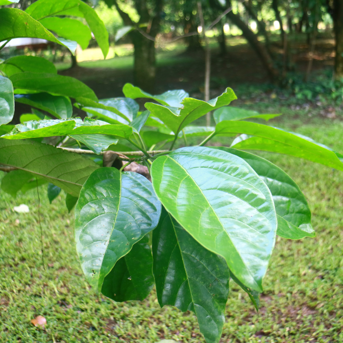 Elemi Essential Oil