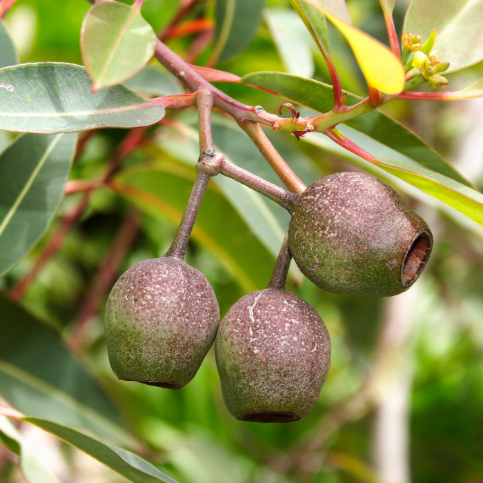 Eucalyptus Citriodora Essential Oil