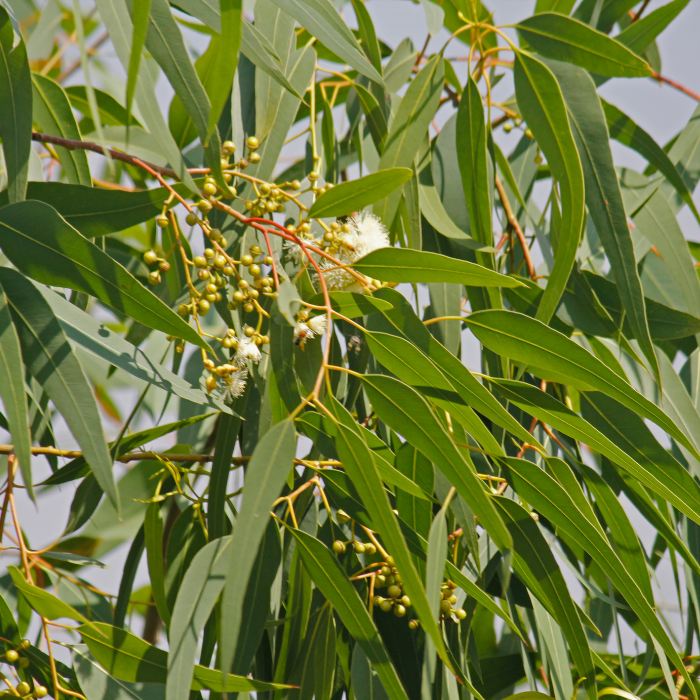 Eucalyptus Dives Essential Oil