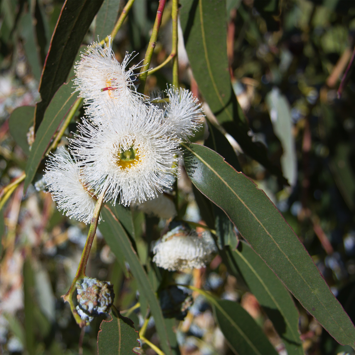 Eucalyptus Globulus Essential Oil