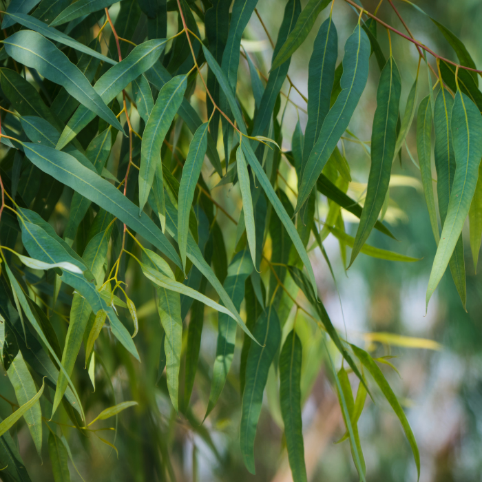 Eucalyptus Radiata Essential Oil