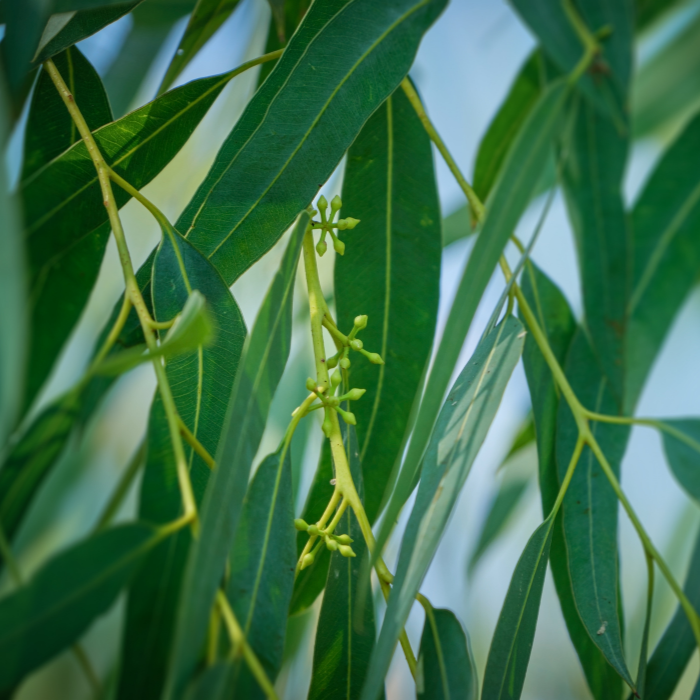 Eucalyptus Smithii Essential Oil