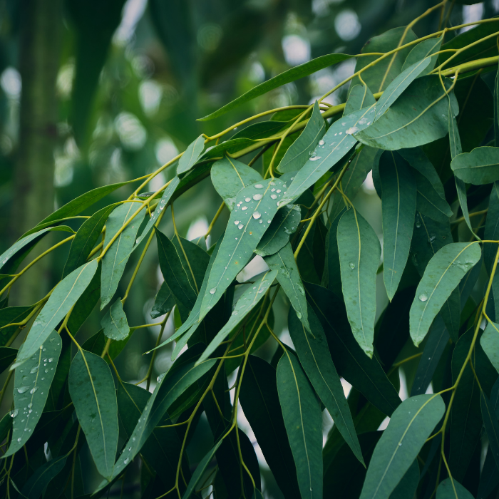 Eucalyptus Staigeriana Essential Oil