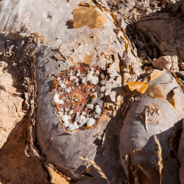 Frankincense Essential Oil