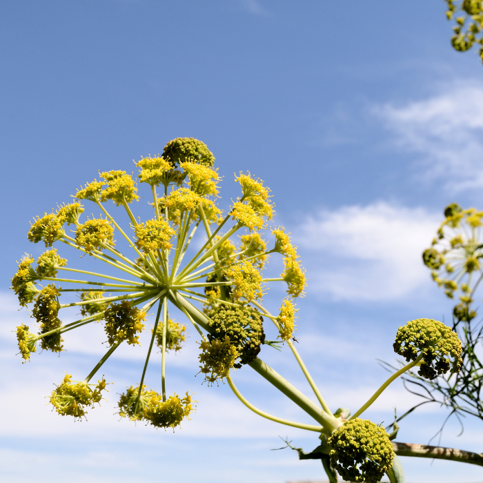 Galbanum Essential Oil