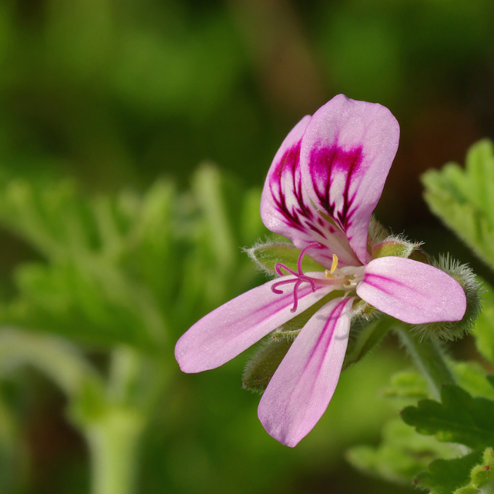 Geranium Bourbon Essential Oil